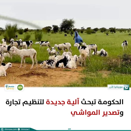 وزير التنمية الحيوانية يقدم آلية جديدة أمام مجلس الوزراء لتنظيم تجارة وتصدير المواشي